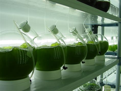 Cultivation of Algae: Microalgae, Macro algae and more…