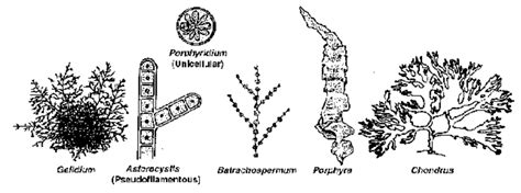 Thallophyta–Algae |Characteristics of Algae |Physics Wallah