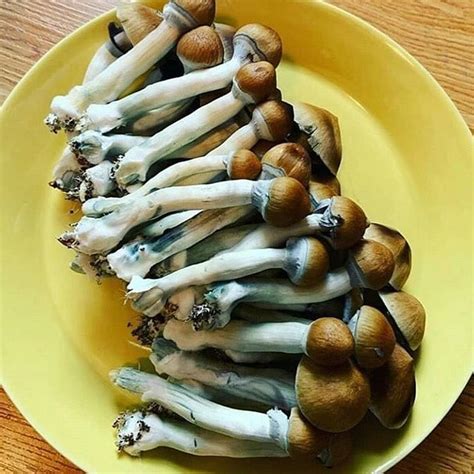 Golden Teacher Mushroom | Golden Teacher Spores | Golden Mushroom