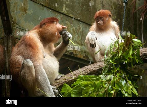 Adult and adolescent Proboscis Monkeys (Nasalis larvatus) in Singapore ...