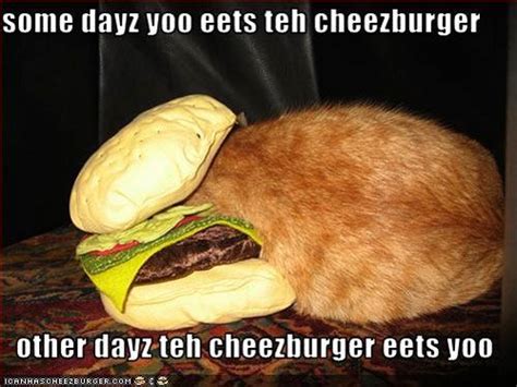 Photo of the Day: Cat-Eating Cheeseburger | Cats, Funny and Wells