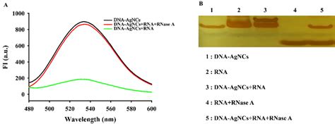 Feasibility of the RNase A activity assay. (A) The fluorescence... | Download Scientific Diagram