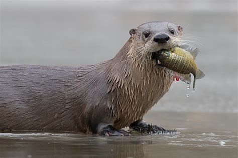 Do otters eat a lot of rockfish? – fisherynation.com