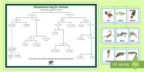 Dichotomous Key for Animals Matching Game