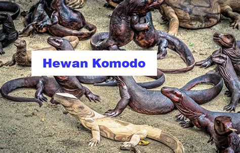 Hewan Komodo, Jenis, Manfaat dan Bahaya Memeliharanya - Hewan Reptil