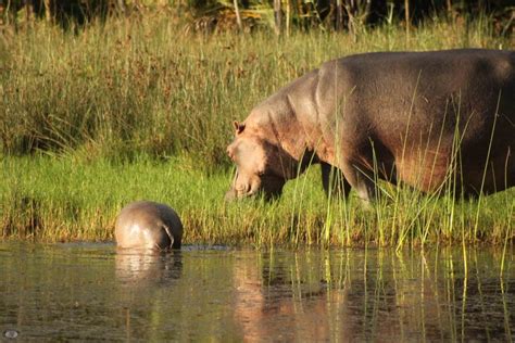 Hippo Mating & Gestation - St Lucia South Africa