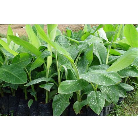 Banana Seedling - 10 Units - FGV Agri Services (FGVAS)