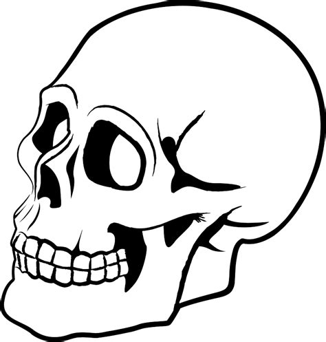 Skulls PNG Image | Skeleton drawings, Skull art drawing, Skulls drawing