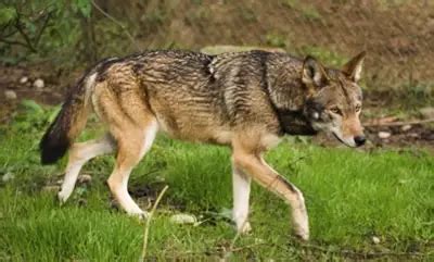 Red Wolf Facts for Kids • Kids Animals Facts