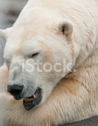 Polar Bear Napping Stock Photo | Royalty-Free | FreeImages