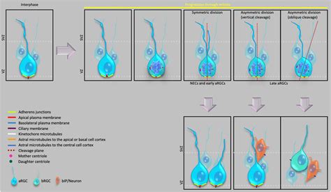 Frontiers | Progenitor-Based Cell Biological Aspects of Neocortex ...