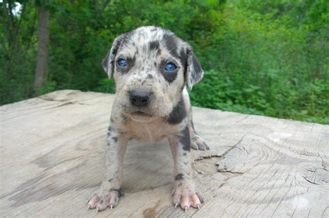 Catahoula Puppies: Louisiana Catahoula Puppies for sale out of Coco and Cutty Dark