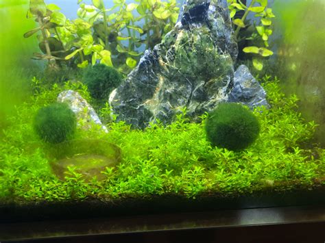 how can I make pearlweed carpet and grow really compact? : r/PlantedTank