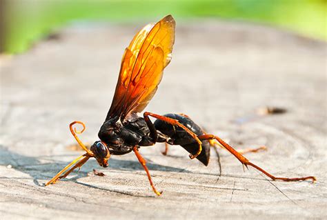 Wood Wasps - Get Rid of Wasps in MA, CT, RI, ME, NH, VT