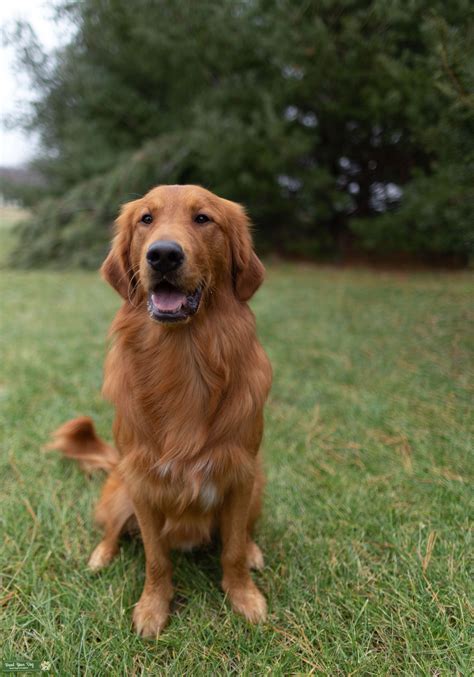 AKC RED GOLDEN RETRIEVER STUD - Stud Dog in IN, the United States ...