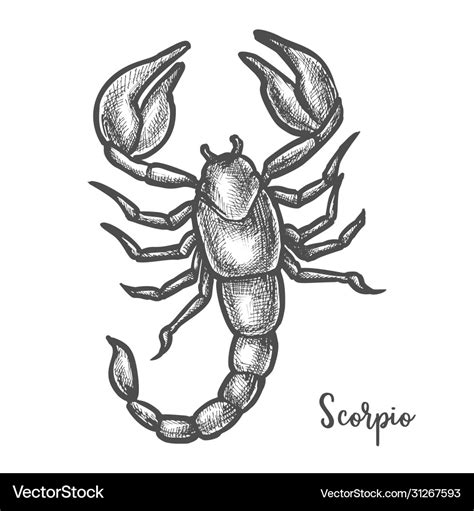 Scorpion sketch or hand drawn scorpio zodiac sign Vector Image