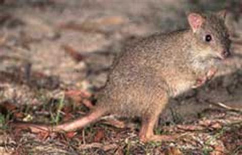 Kangaroo Footprints - Species