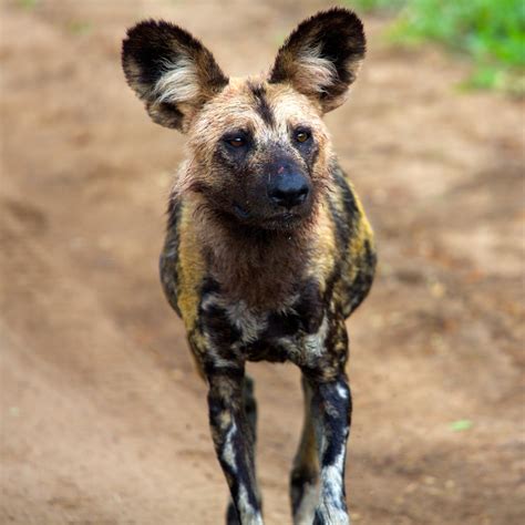 The African Wild Dog | Few Facts & Photos | The Wildlife