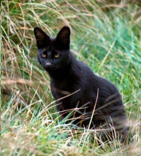 F6SBT Savannah Melanistic Kittens for Sale