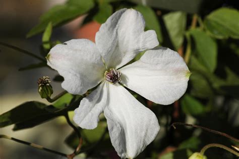 Clematis viticella Alba Luxurians - tolle weiß-grünliche Blüten | Clematis online kaufen