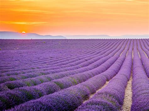 Lavender field, Provence, France Fondo de pantalla HD | Fondo de Escritorio | 2048x1536 | ID ...