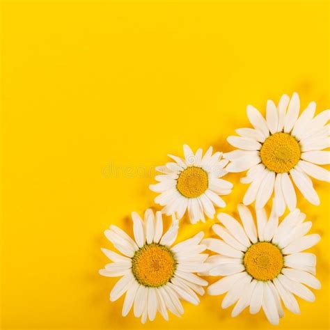 Floral camomile pattern on bright yellow background. Top view, flat lay , #ad, #bright, #yellow ...