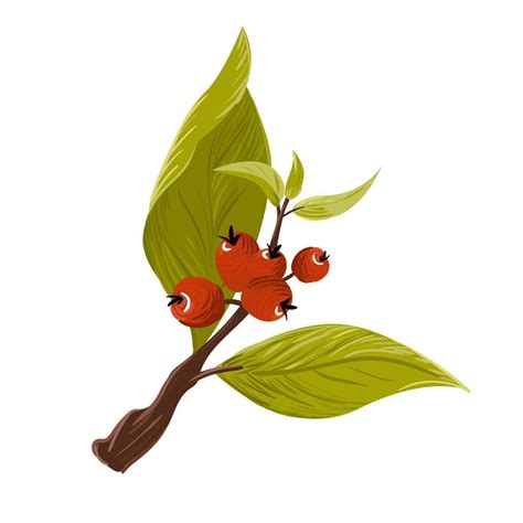 Drawn branch with bright green leaves and red coffee berries Vector ...