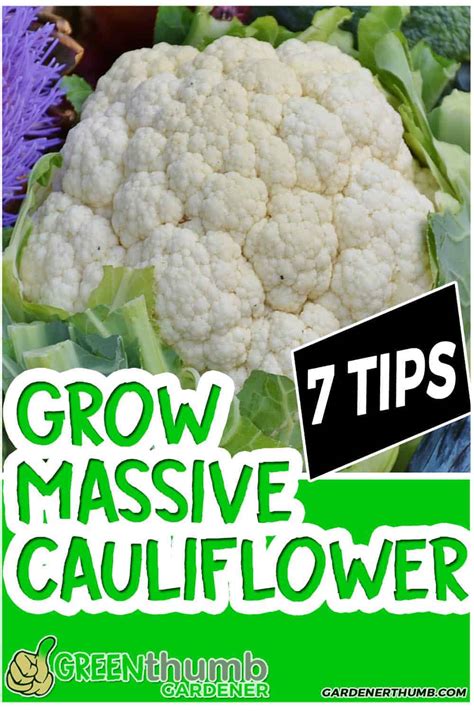 How To Grow Cauliflower | 7 Tips to Avoid the Small Curds | Green Thumb Gardener