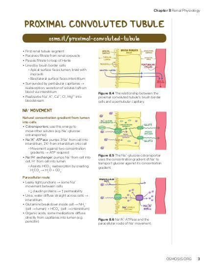 Proximal convoluted tubule: Video, Causes, & Meaning | Osmosis