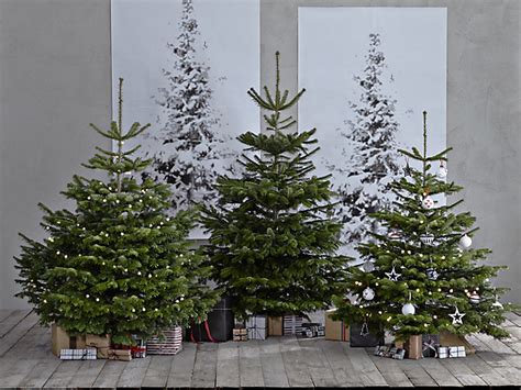 12 best real Christmas trees | The Independent