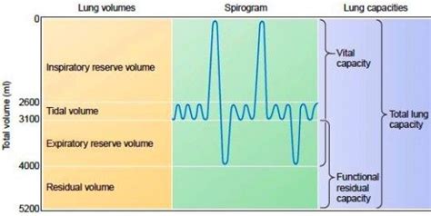 Lung Volumes and Capacities | Volume and capacity, Lunges, Human respiratory system