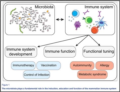 Scientific Review on Immunity and the Microbiome, a Symbiotic Partnership