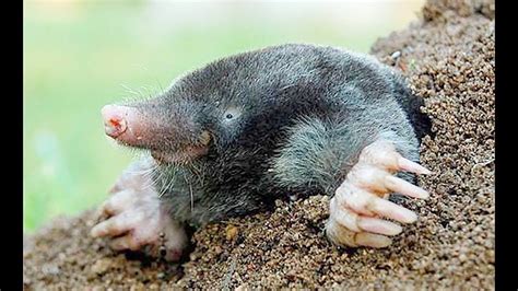 Little Cute Mole - YouTube | Cute mole, Mole, Pictures of moles