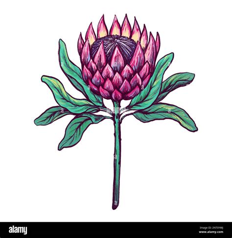 Protea flower. Hand drawn botanical illustration. Color ink sketch. Line art. Isolated on white ...