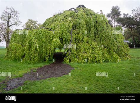 Weeping beech tree hi-res stock photography and images - Alamy