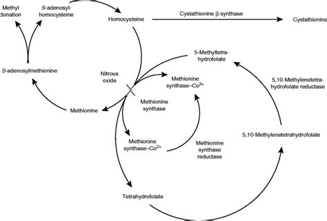 Reversible nitrous oxide myelopathy and a polymorphism in the gene ...