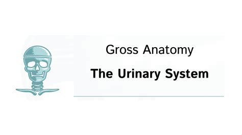 Gross Anatomy: Urinary System - Slides | Draw It to Know It