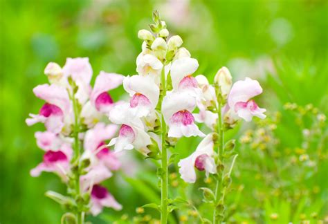 Snapdragon | Plant, Flower, & Facts | Britannica