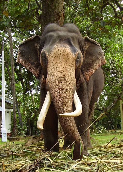 Sri Lanka Elephant Wallpapers - Top Free Sri Lanka Elephant Backgrounds - WallpaperAccess