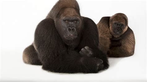 Gorillas Photographed Mating Face-to-Face—A First