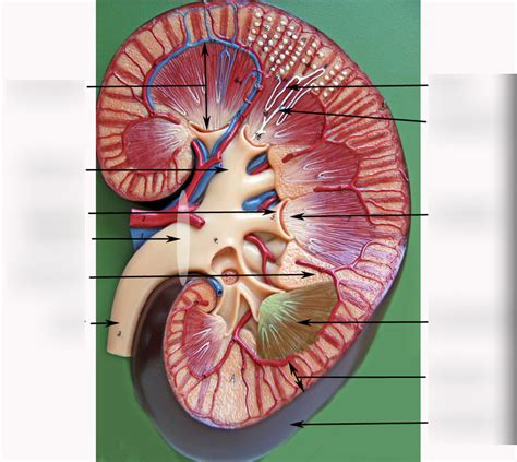 Unit 4: Kidney A Diagram | Quizlet