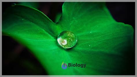 Hydrophobic - Definition and Examples - Biology Online Dictionary