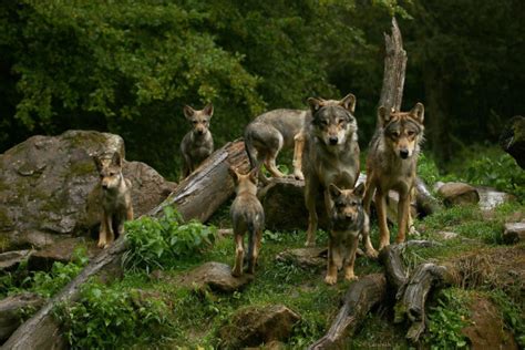 Southern Rockies Nature Blog: CPW: New Wolf Pack Appears in Colorado