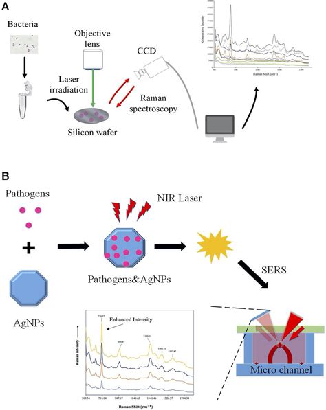 Frontiers | Applications of Raman Spectroscopy in Bacterial Infections: Principles, Advantages ...