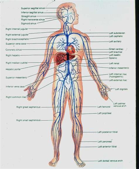 Human veins | Body diagram, Human body diagram, Human body systems