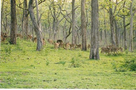 Bandipur National Park Travel Guide, Tourist places,Bandipur National ...