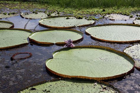 Giant Lily Pads Along the Amazon River | Smithsonian Photo Contest | Smithsonian Magazine