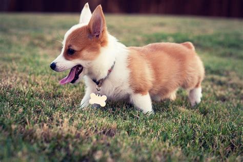 Corgi Puppies Wallpaper