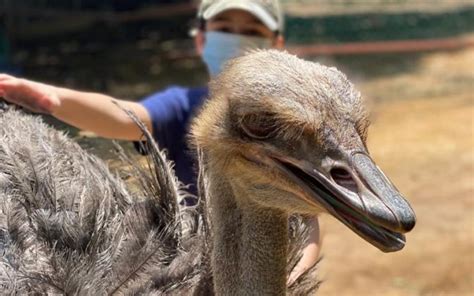 PD’s ostrich farm makes a great outing for all in the family | Free Malaysia Today (FMT)