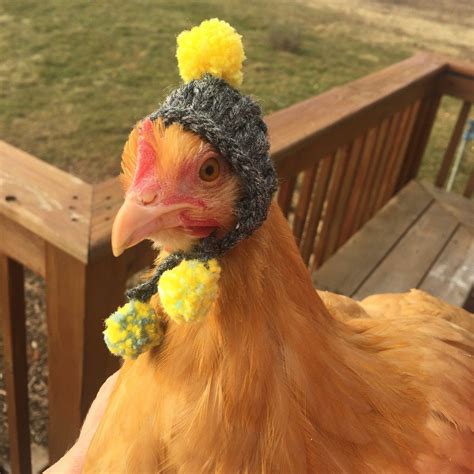 Pin by Jayda InStitches on Animals, Sweet & Cute | Fancy chickens, Cute ...